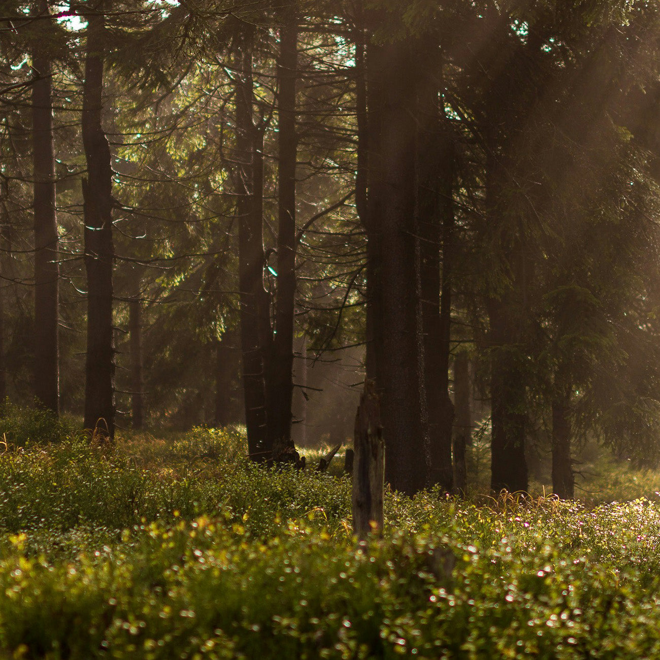 【木質調】1983 馥奇甄藏記憶香水