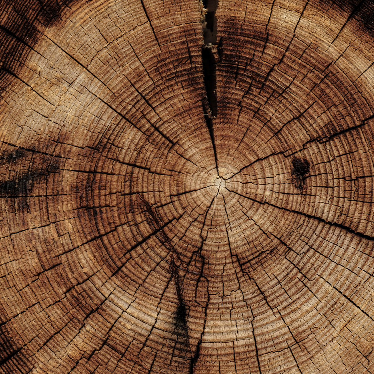 【東方調】2397 荒野玫瑰香氛蠟燭