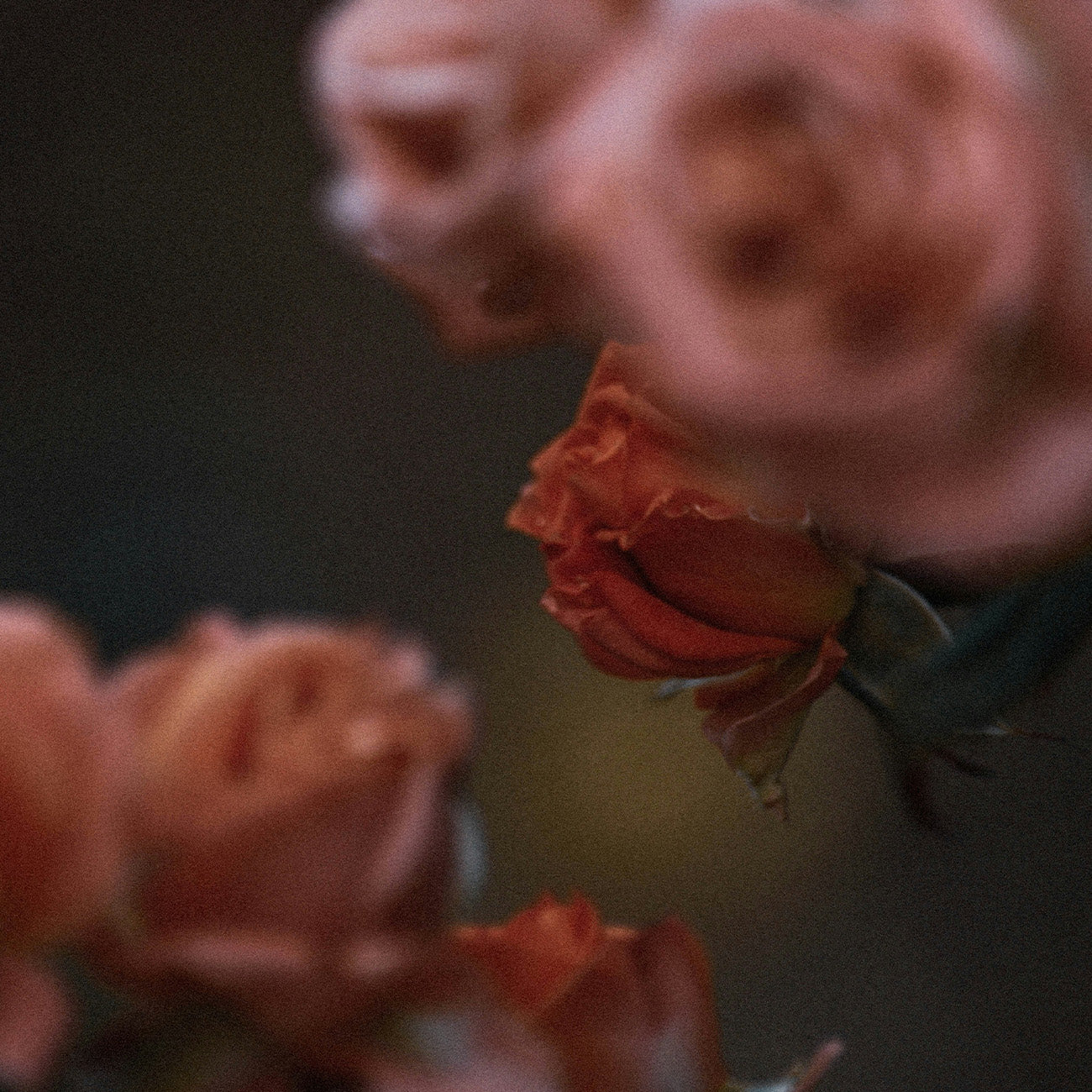 【Oriental】Wild Rose Perfume Whitening Shower Gel