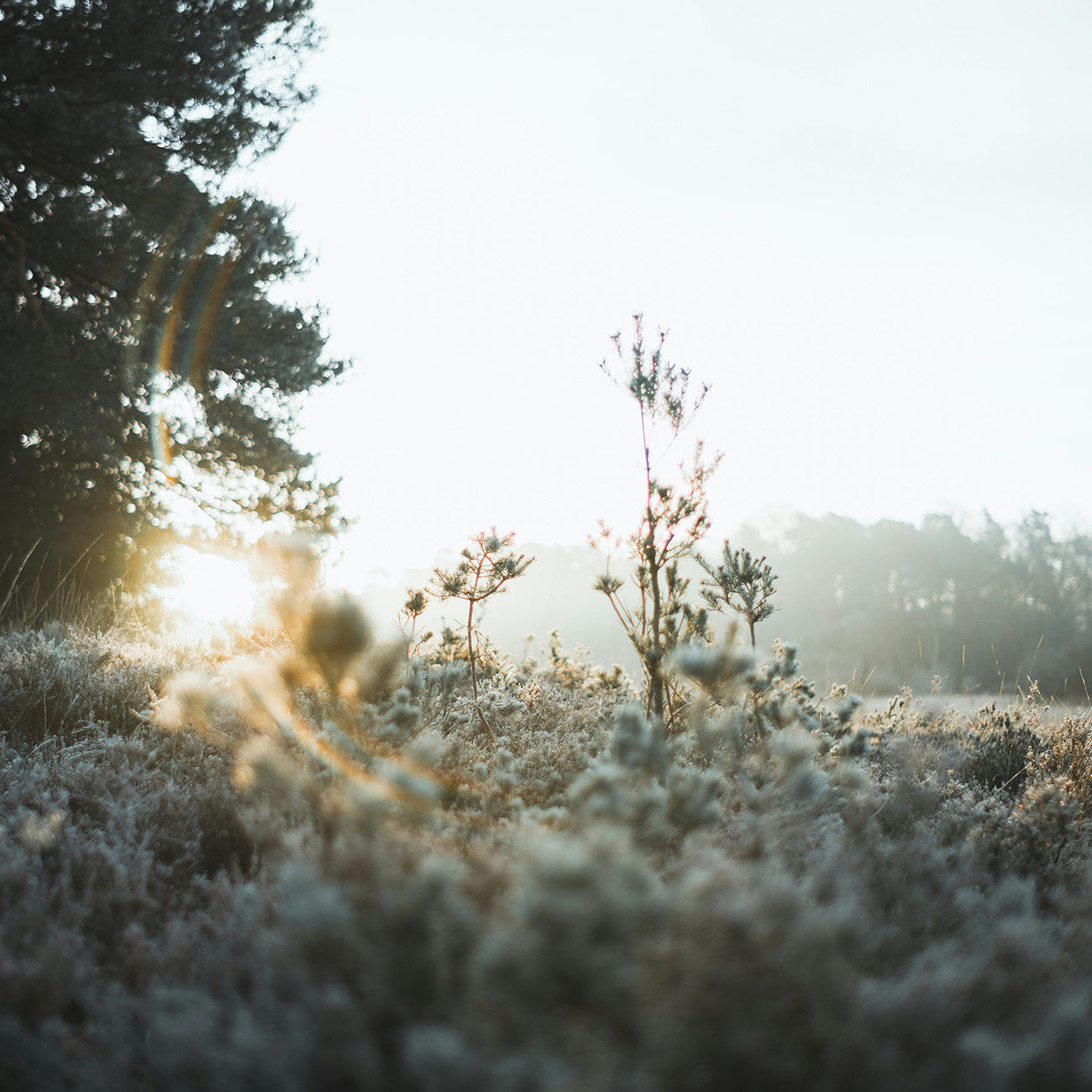 【花香調】1310 純白邂逅香水