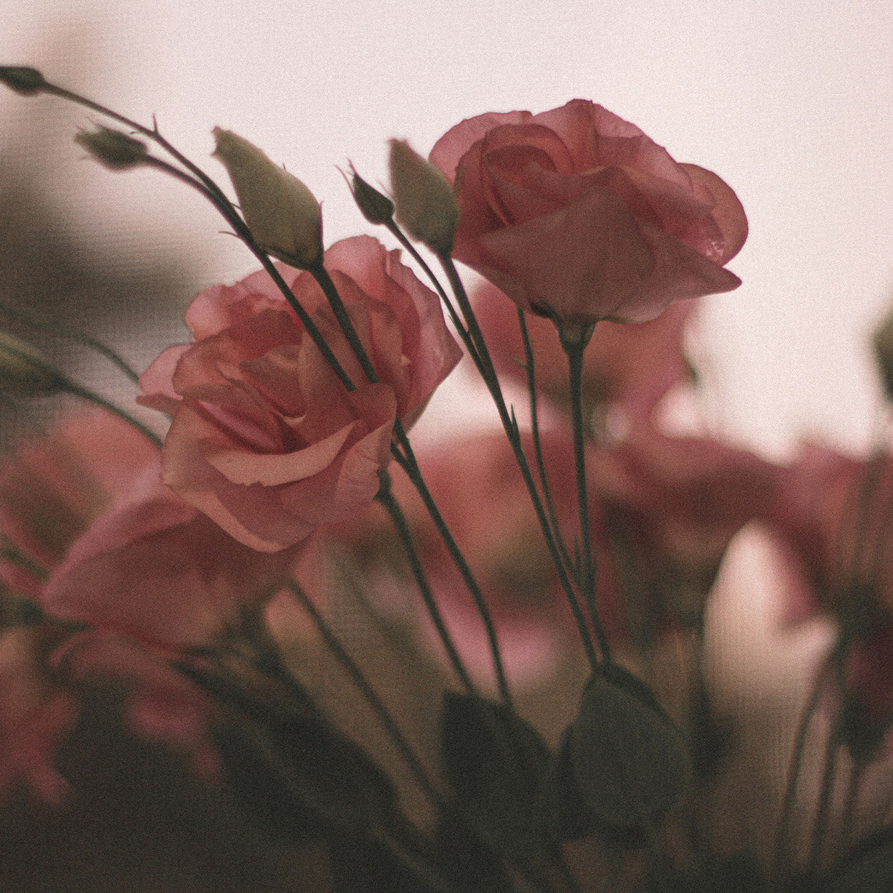 【Floral】1319 Signature Rose Perfume