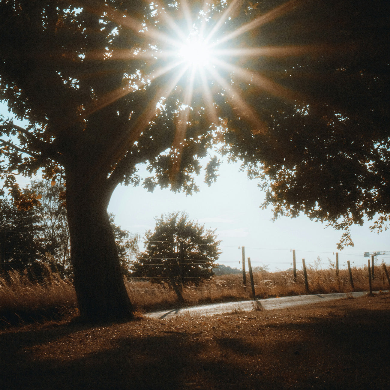 【柑橘調】1352 曙光香水