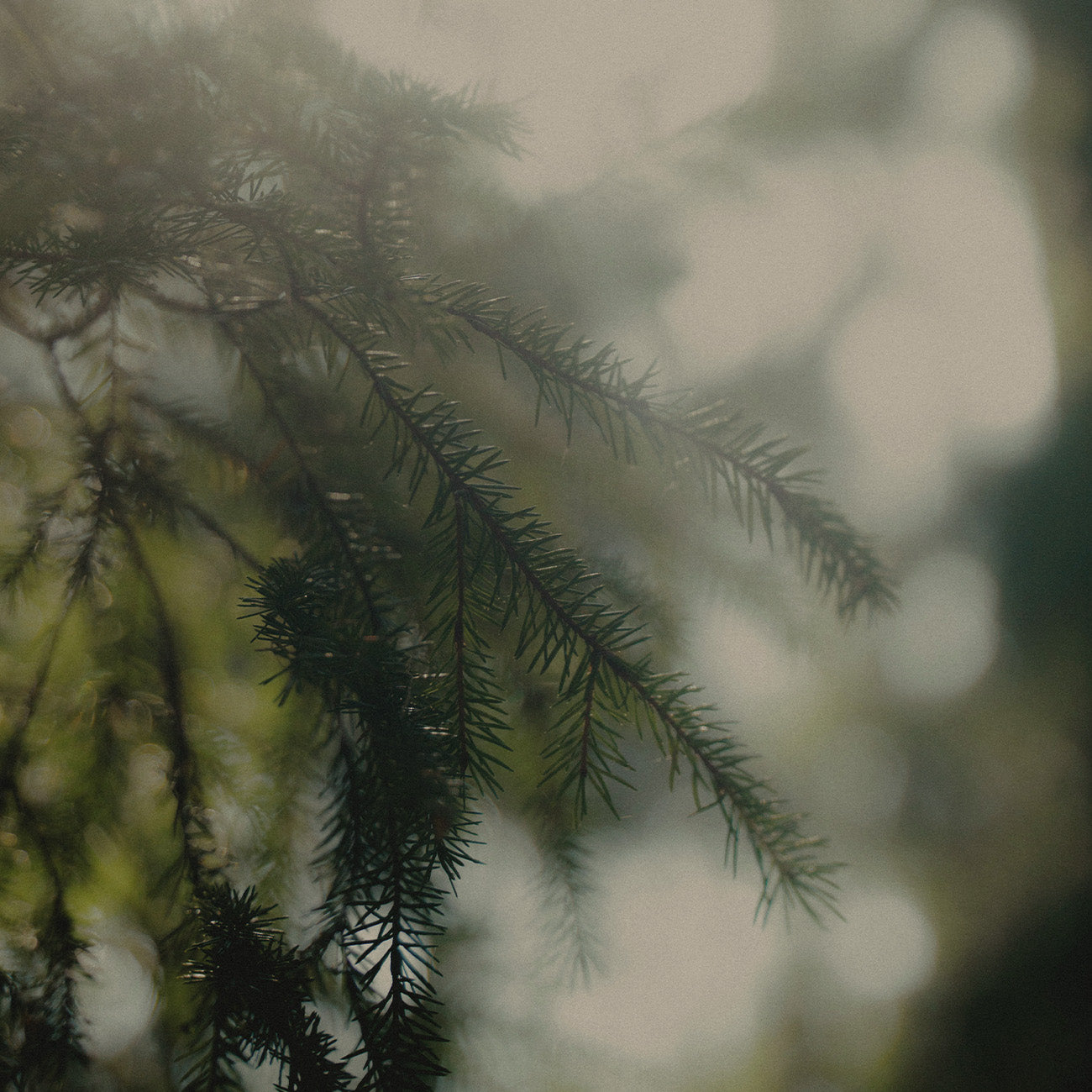 【柑橘麝香調】克羅尼亞麝香記憶香水