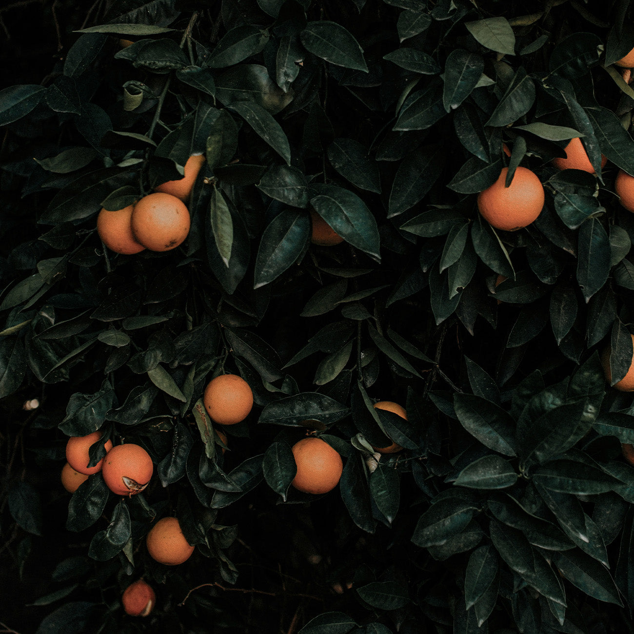 【柑橘木質調】2969 迷霧森林擴香補充瓶