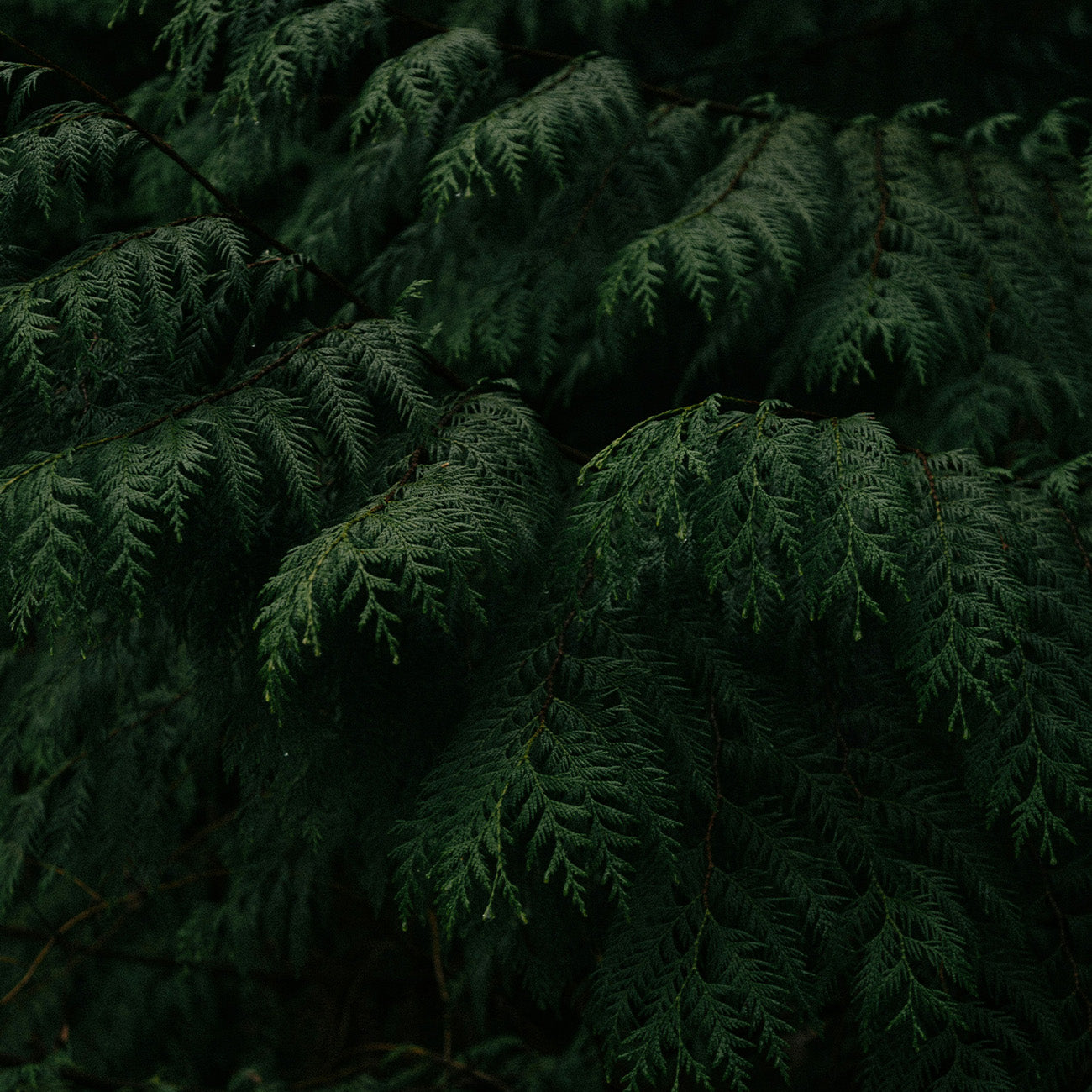 【木質花香調】2781 馥檀雲境 空間香氛包