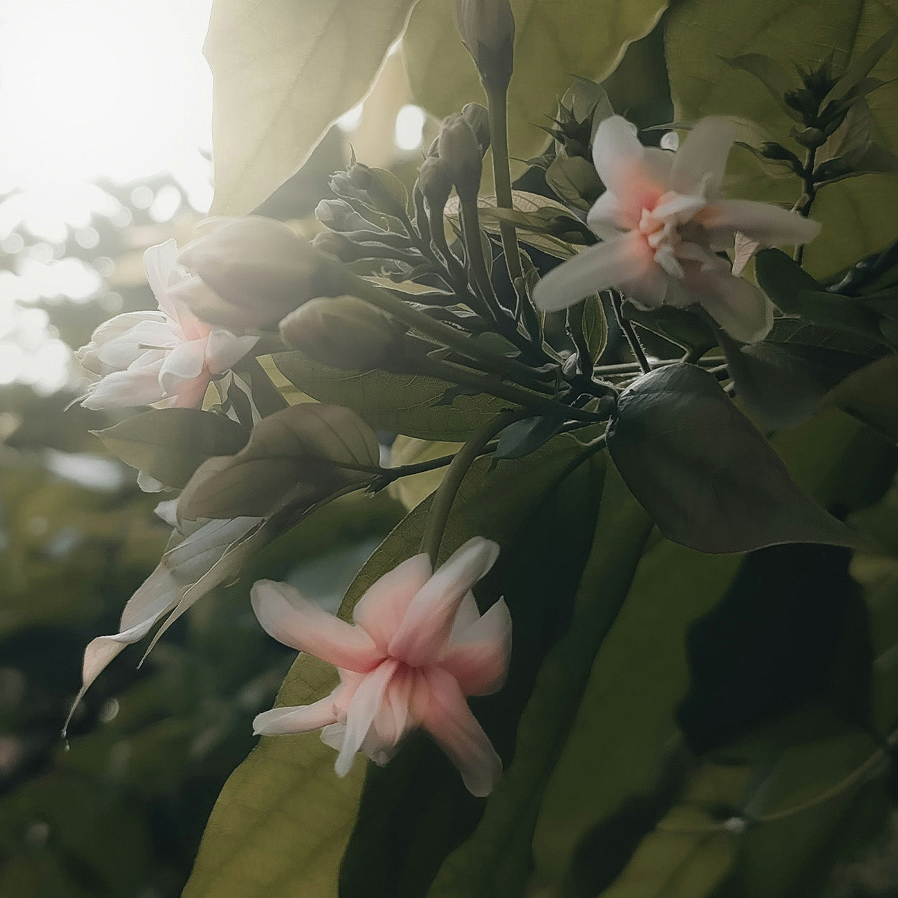 [Floral Fragrance] 1315 Taboo Peach Perfume